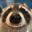 トラシュパンダ
