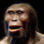 Australopithecus