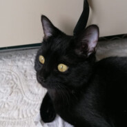 getir depo müdürü - steam id 76561198360125355