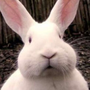 爱吃兔子的白菜