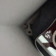 且听🐉吟，突闻🦅惊