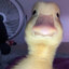 ༺Bullᖙog༻