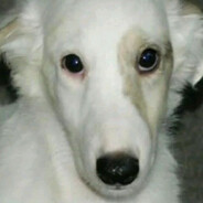 seeds's avatar