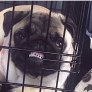 Могилка Земля