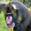 monkey_monkey