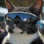 ツaikoツ_/_ツcatツ