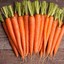 Carrots