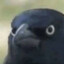 Night Raven