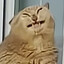 FatCat
