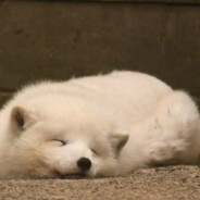 圆滚滚的小狐狸