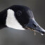 DirtyCanadianGoose