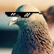 Сибирский Голубь