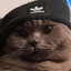 Slav Cat