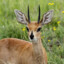 Steenbok