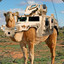 Transformer Camel