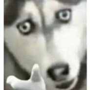 中熊有麦  兔子是狼