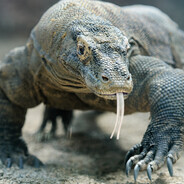 KOMODO Steam avatar