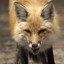 Mini_fox