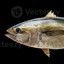 Tuna
