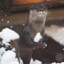 Winter Otter