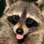 Raccoon (killing spoon)