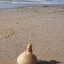 MrSeaOnion