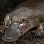 TheNormalPlatypus