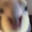 Bird In A Trenchcoat