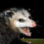 possum magic