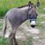Donkey man_7392