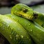 GreenSnakee