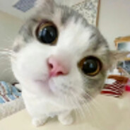 ⚡几把猫喵喵喵⚡