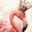 Flamenco