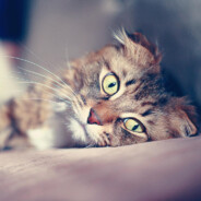 一闪一闪亮晶晶