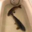 Bathtub Carp