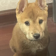 绝不红温的小桃