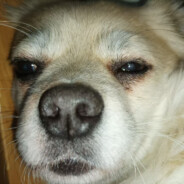 无敌鸡精乐大王