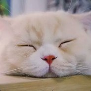 新垣结衣的老公