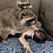 Angry Raccoon