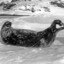 chonky seal