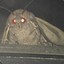 Stoned Moth