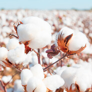 Cotton