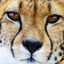 GEPARD