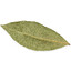 The Humble Bayleafe's avatar