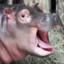 henis the hippo