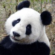 PandaPixelU