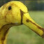 BananaDuck