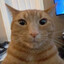 whiskas