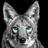 Coyote