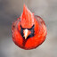Northern Cardinal